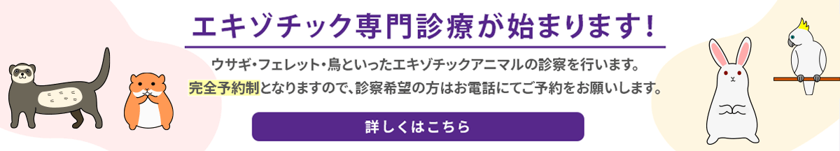 エキゾチック専門診療が始まります！