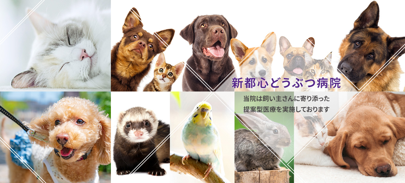 当院は飼い主さんに寄り添った提案型医療を実施しております