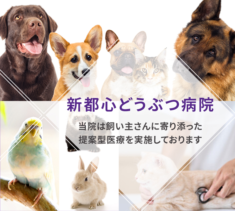 当院は飼い主さんに寄り添った提案型医療を実施しております